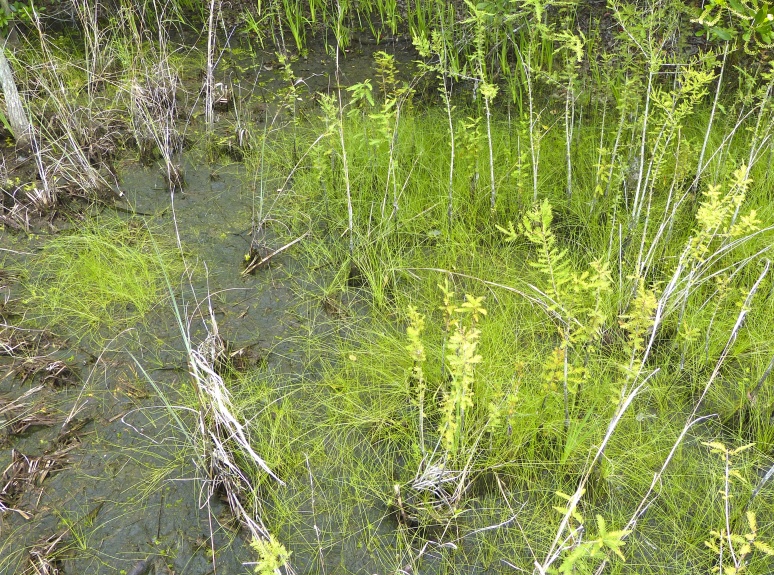 Eleocharis vivipara — whole photograph