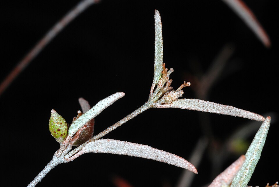 Croton willdenowii — fruit photograph