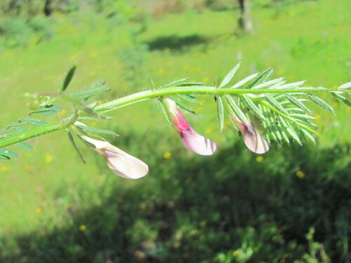 Vicia lutea — flower photograph