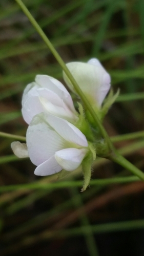 Galactia erecta photograph