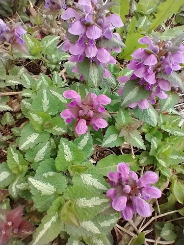 Lamium maculatum — flower photograph