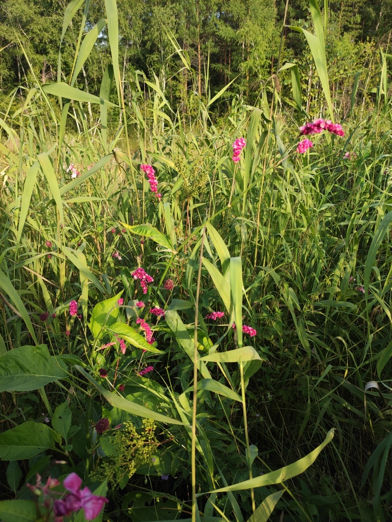 Persicaria orientalis — whole photograph