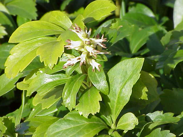 Pachysandra terminalis — bloom photograph