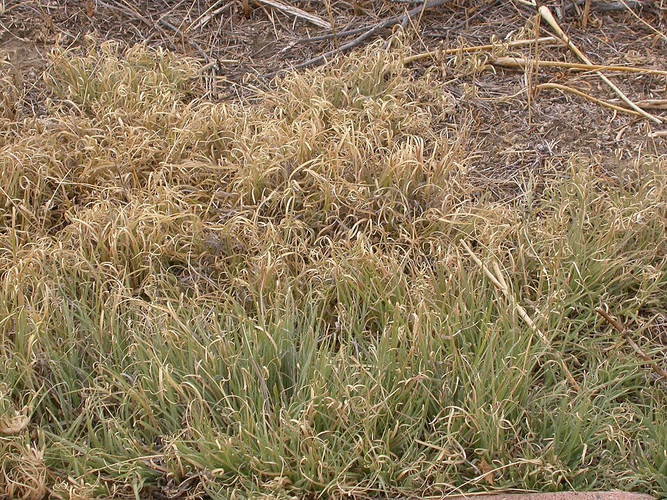 Bouteloua dactyloides — whole photograph