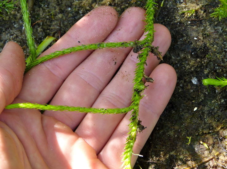 Lycopodiella appressa — foliage photograph