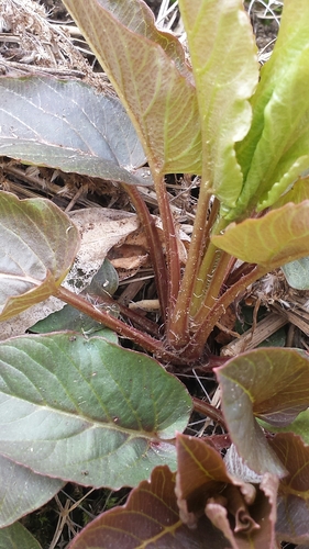 Steironema ciliatum photograph