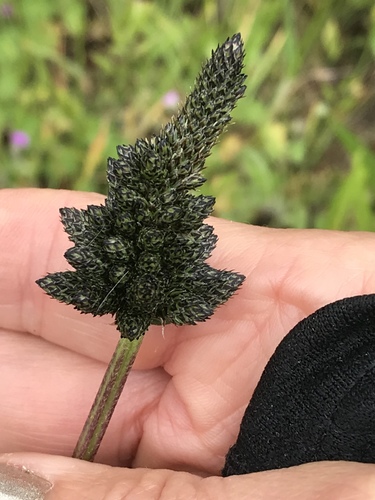 Plantago lanceolata — flower photograph