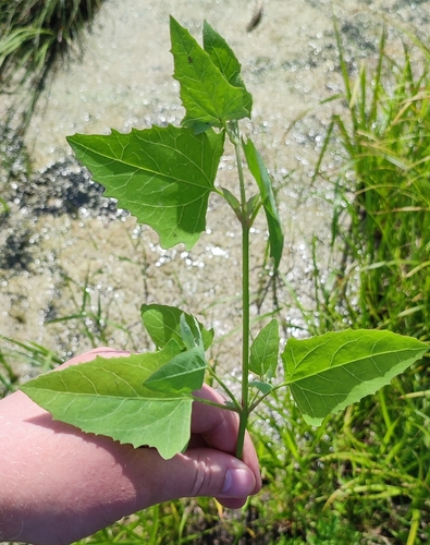 Atriplex prostrata — foliage photograph