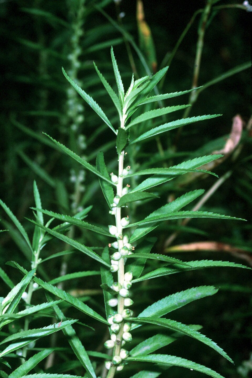 Proserpinaca palustris — whole photograph