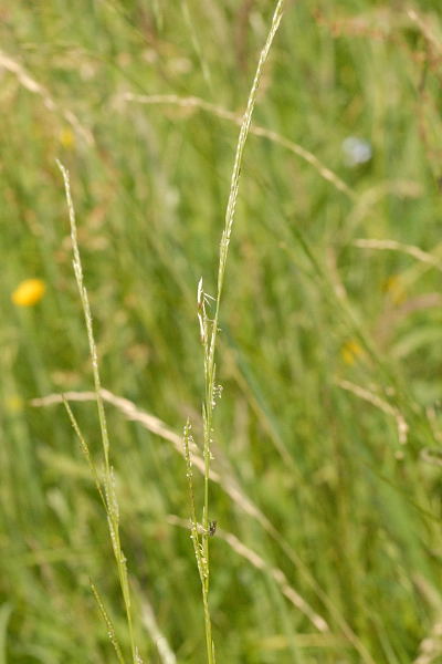 Glyceria declinata — fruit photograph