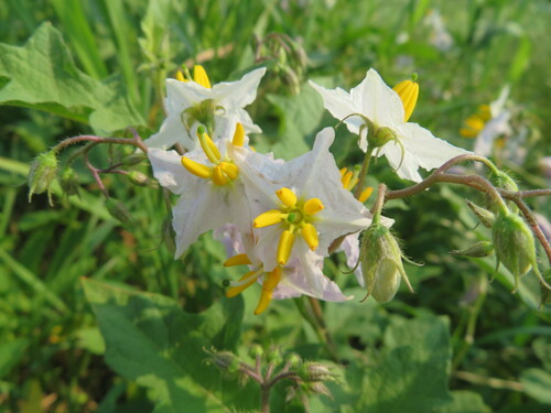 Solanum carolinense — flower photograph