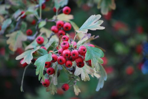 Crataegus monogyna — fruit photograph