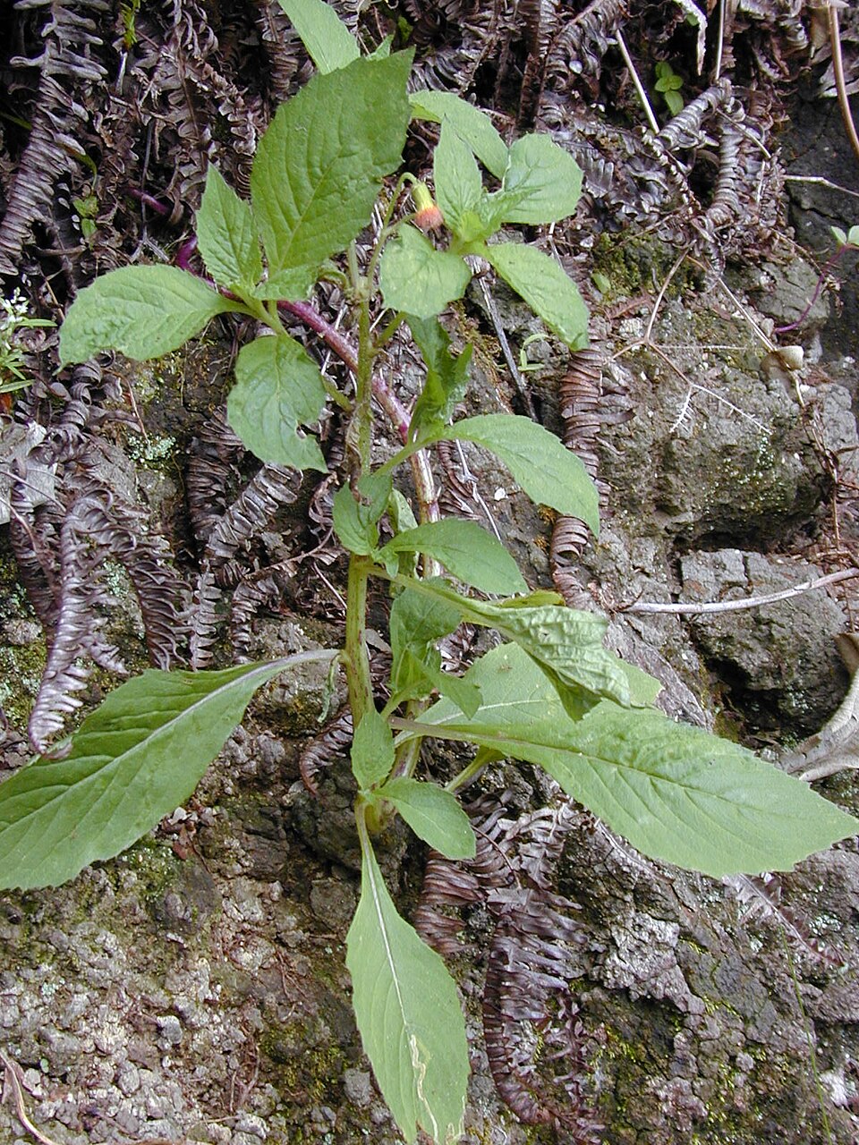 Crassocephalum crepidioides — whole photograph