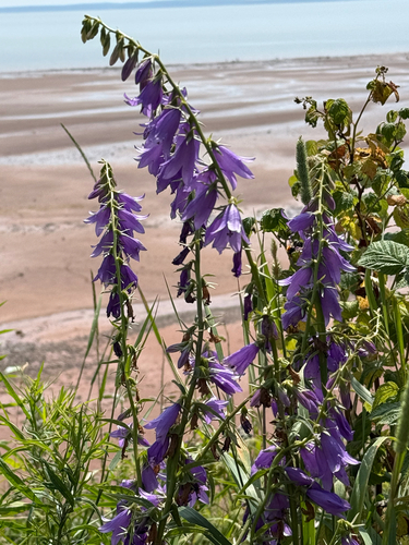 Campanula rapunculoides — flower photograph