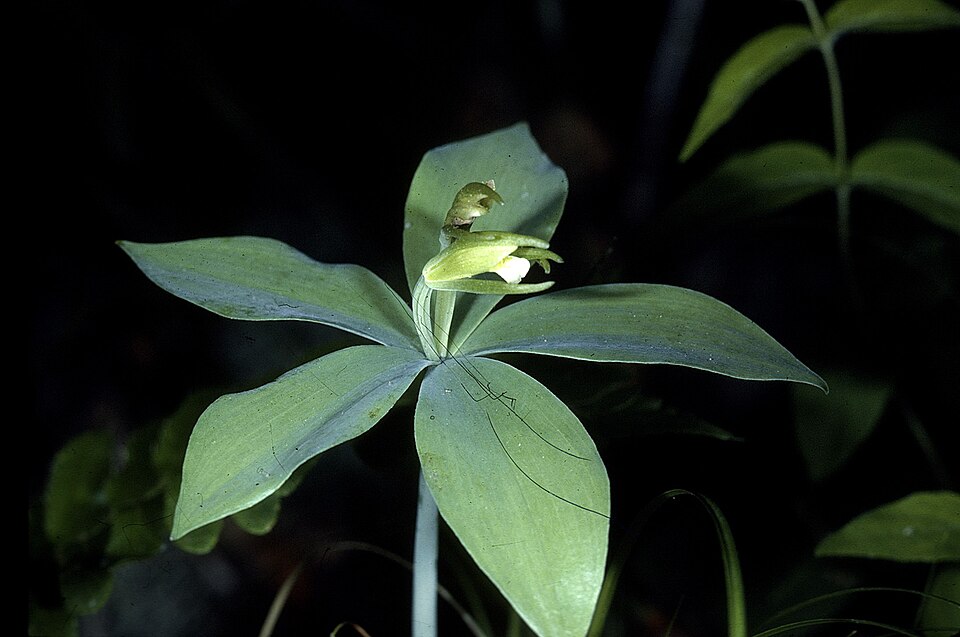 Isotria medeoloides — bloom photograph