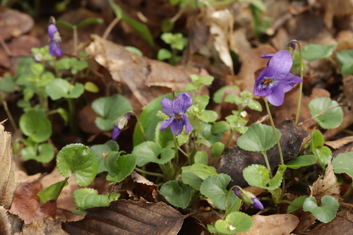 Viola odorata — whole photograph