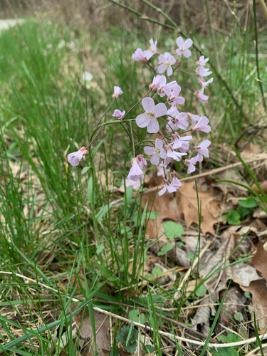 Cardamine douglassii photograph