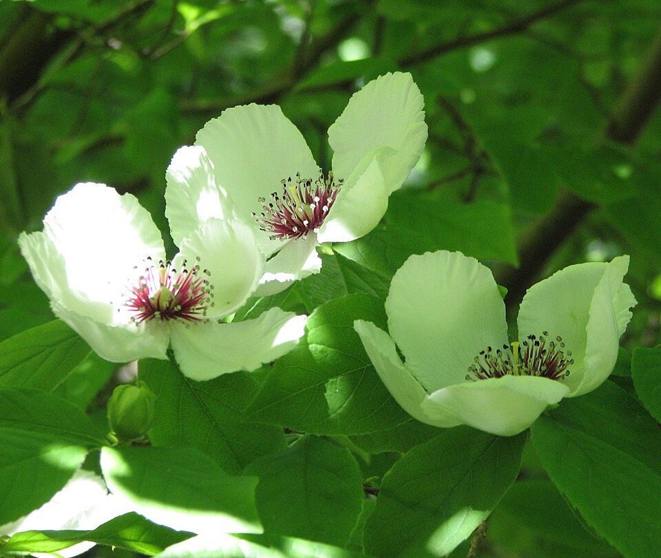 Stewartia malacodendron — bloom photograph