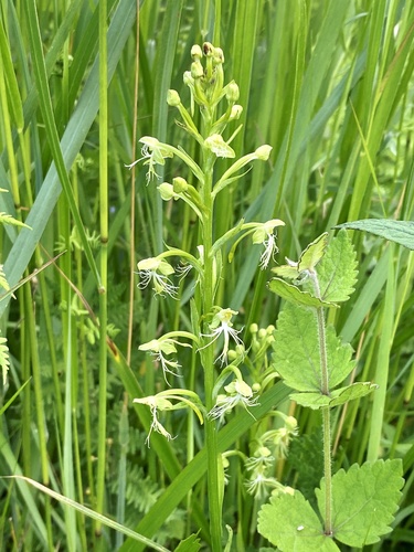 Platanthera lacera — flower photograph