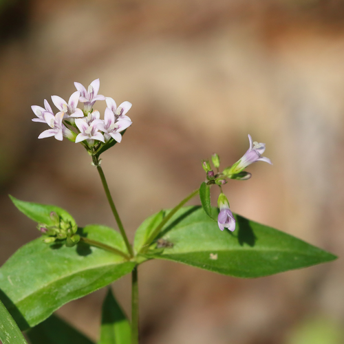 Houstonia purpurea — flower photograph