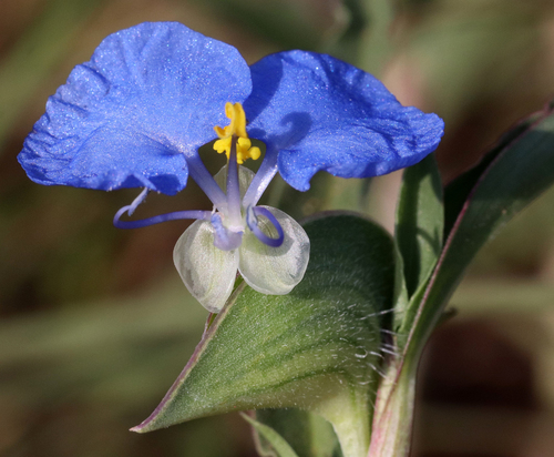 Commelina erecta — flower photograph