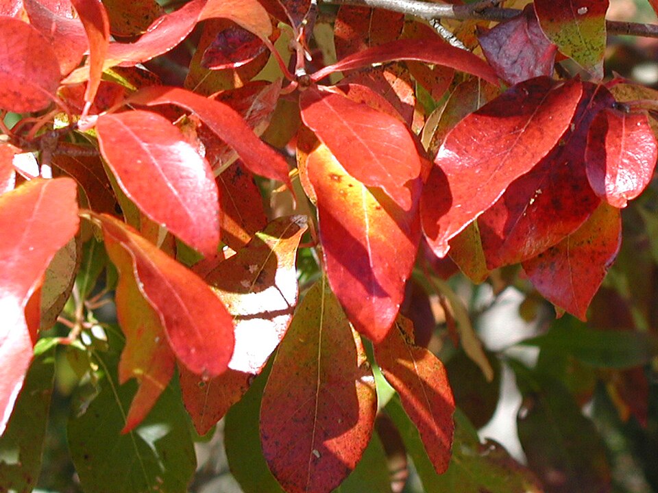 Nyssa sylvatica — foliage photograph