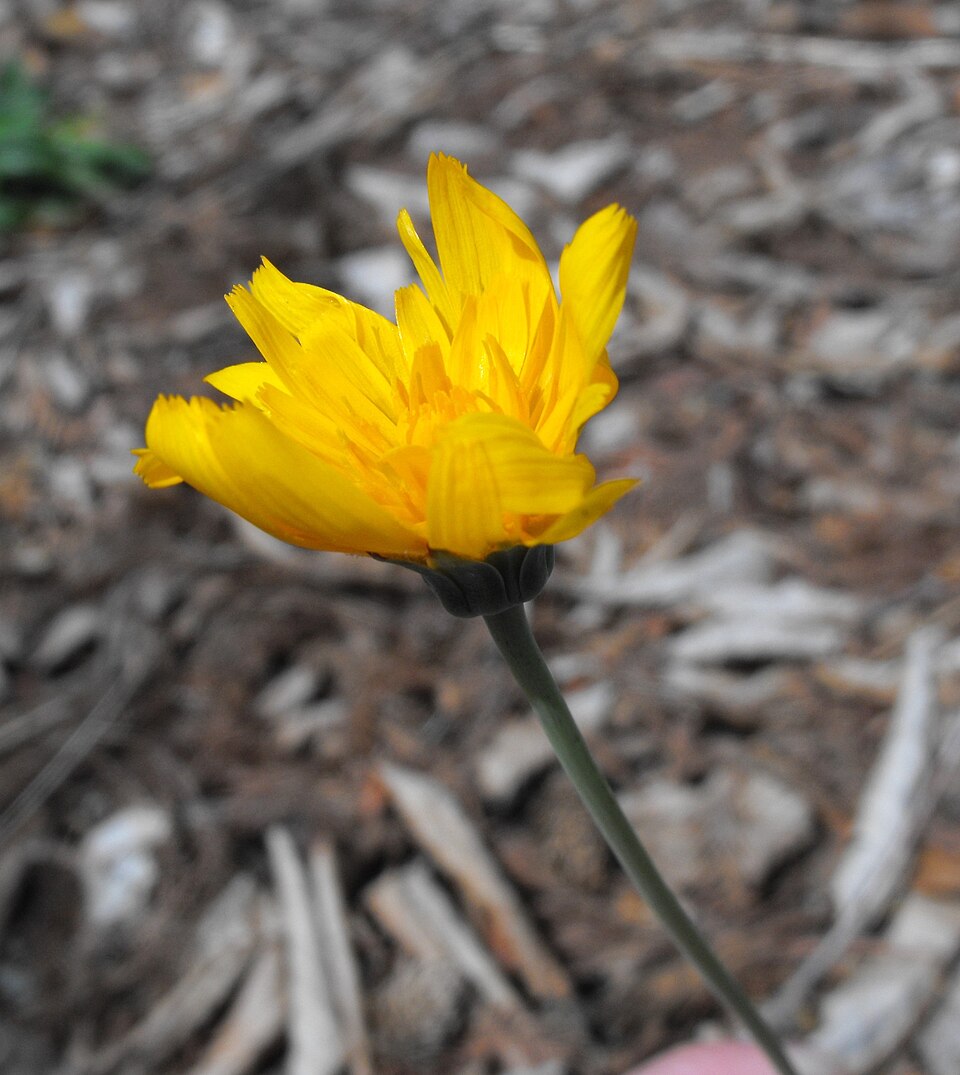 Krigia biflora — bloom photograph