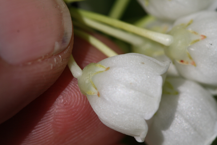 Zenobia pulverulenta — bloom photograph