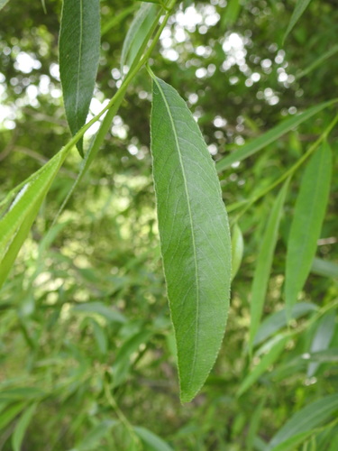 Salix alba — leaf photograph