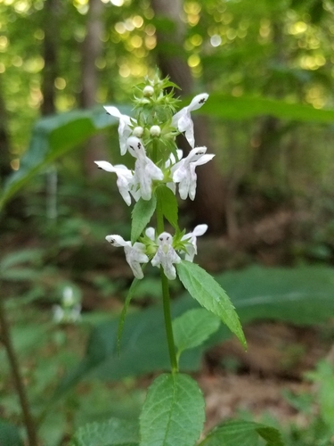 Stachys tenuifolia — flower photograph