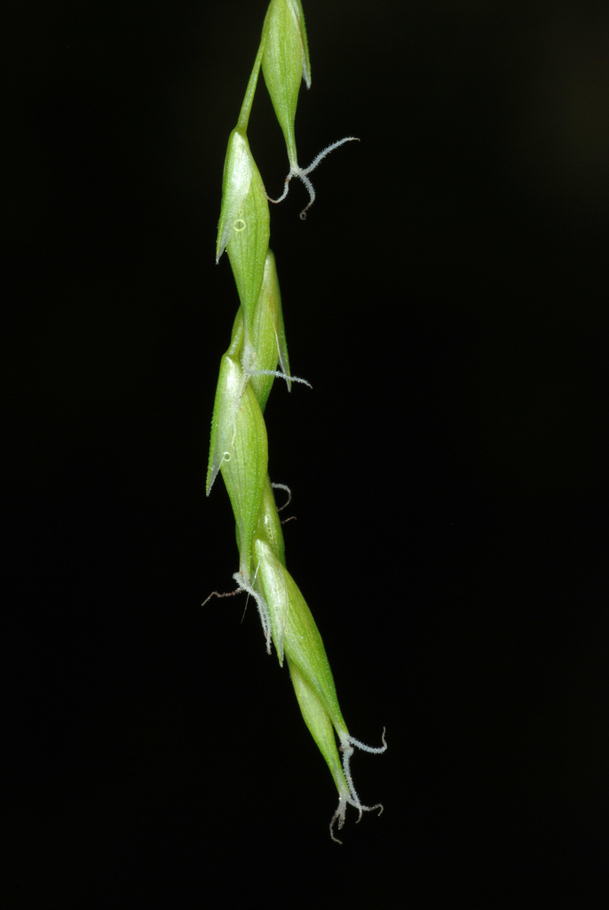 Carex debilis — fruit photograph