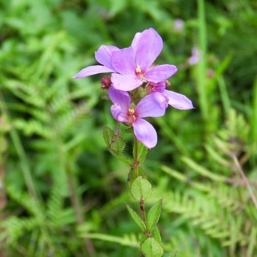 Rhexia petiolata — flower photograph