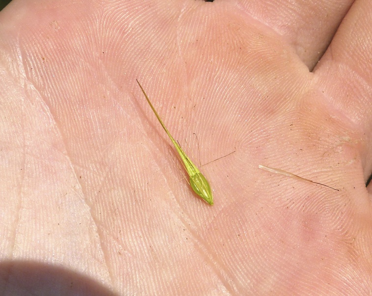 Rhynchospora macrostachya — fruit photograph