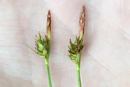 Carex tonsa — flower photograph