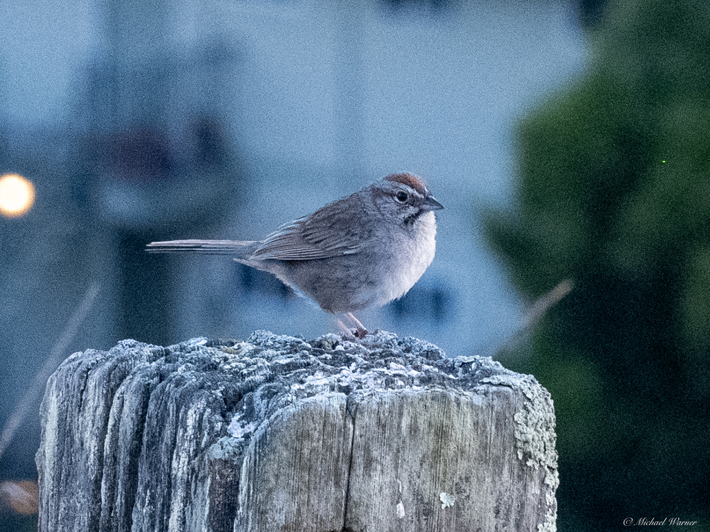 Male Rufous-crowned Sparrow, whole bird
