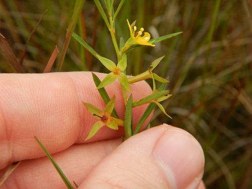 Ludwigia linifolia — flower photograph