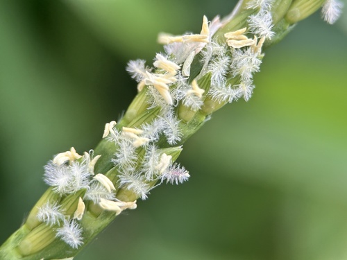 Stenotaphrum secundatum — flower photograph