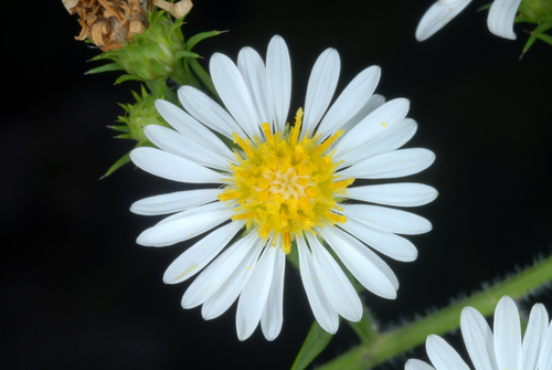 Symphyotrichum pilosum — bloom photograph