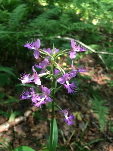 Platanthera grandiflora — flower photograph