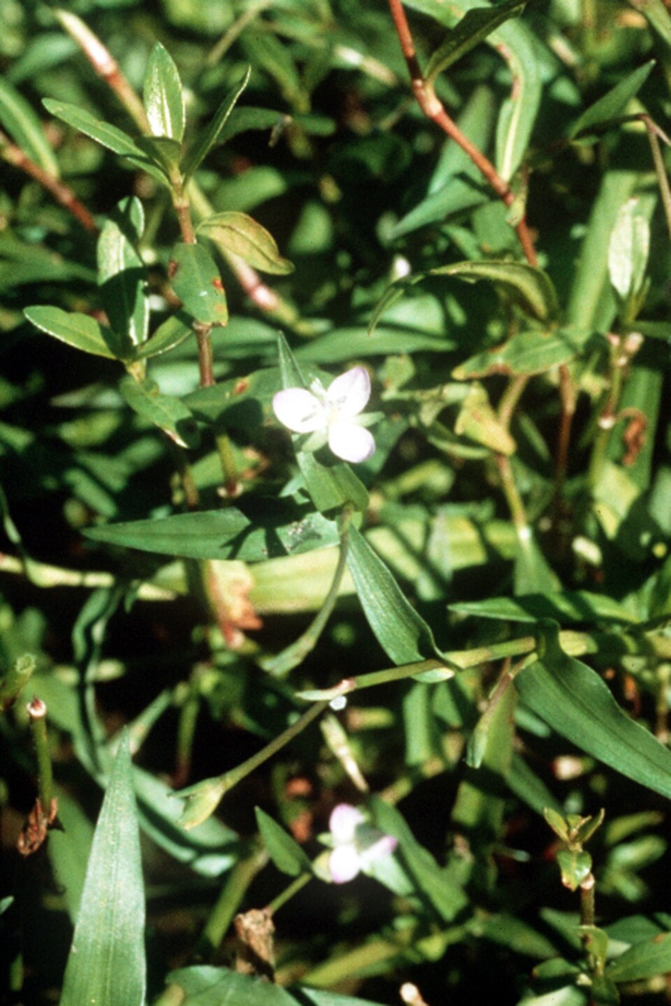 Murdannia keisak — bloom photograph