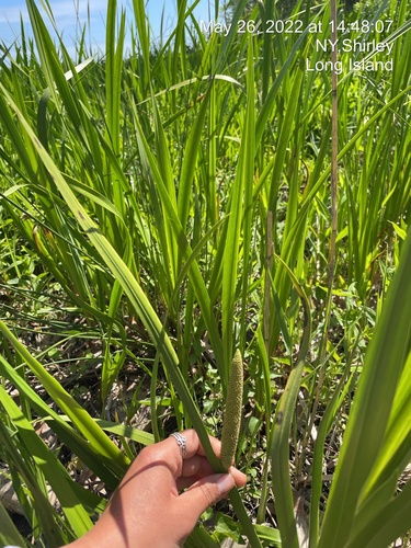 Acorus calamus — foliage photograph