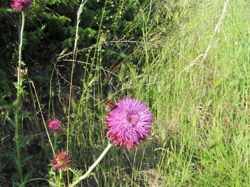 Carduus nutans — flower photograph
