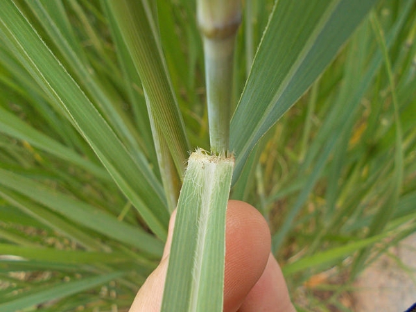 Switchgrass