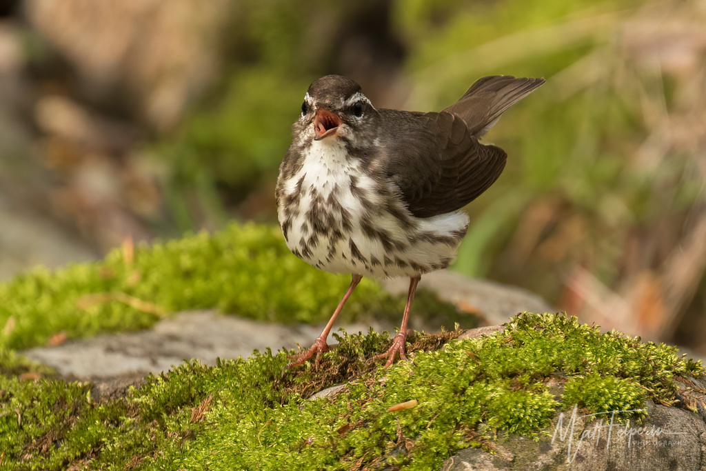 Male Louisiana Waterthrush, whole bird