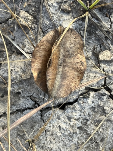 Oenothera macrocarpa — fruit photograph