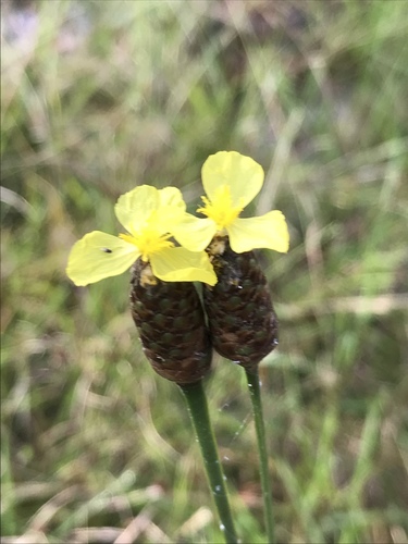 Xyris ambigua — flower photograph