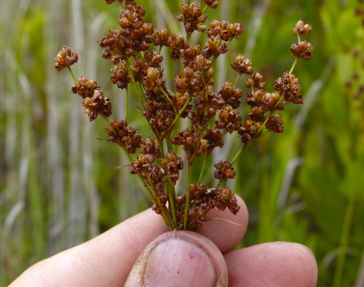 Juncus biflorus — fruit photograph