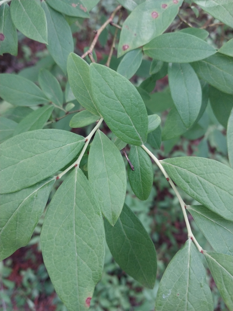 Vaccinium caesariense — foliage photograph