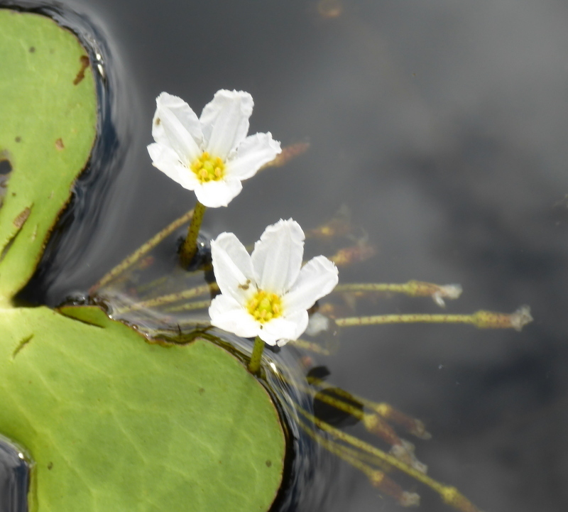 Nymphoides aquatica — bloom photograph
