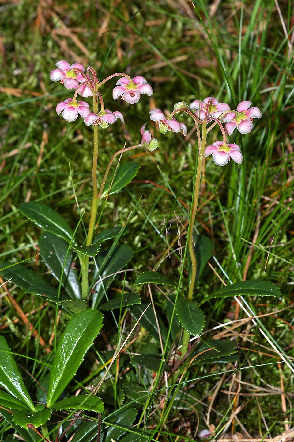 Chimaphila umbellata — bloom photograph